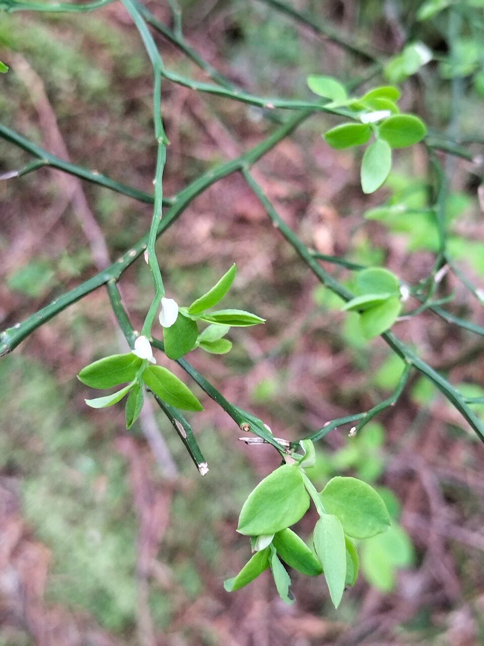 Vaccinium parvifolium