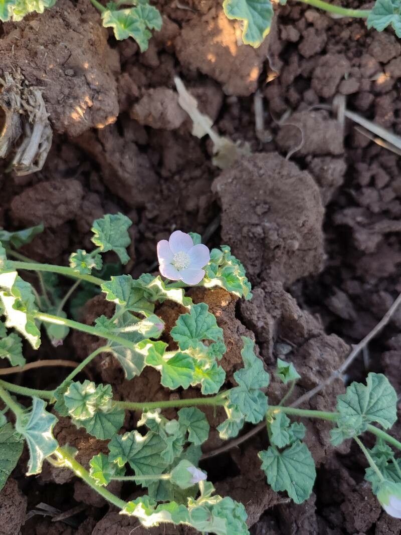 Malvella sherardiana flower