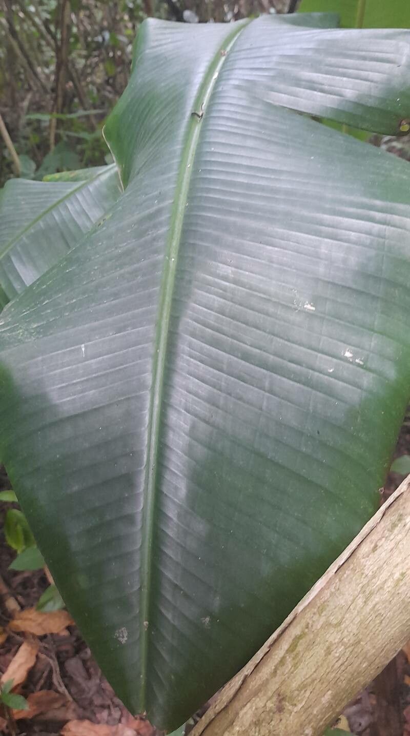 Musa velutina — search result for 'Myanmar'