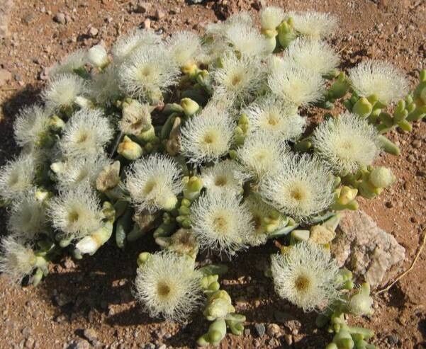 Mesembryanthemum hypertrophicum flower