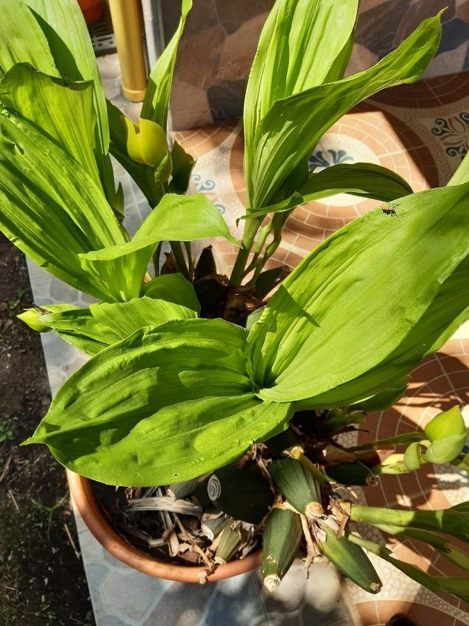 Anguloa clowesii leaf