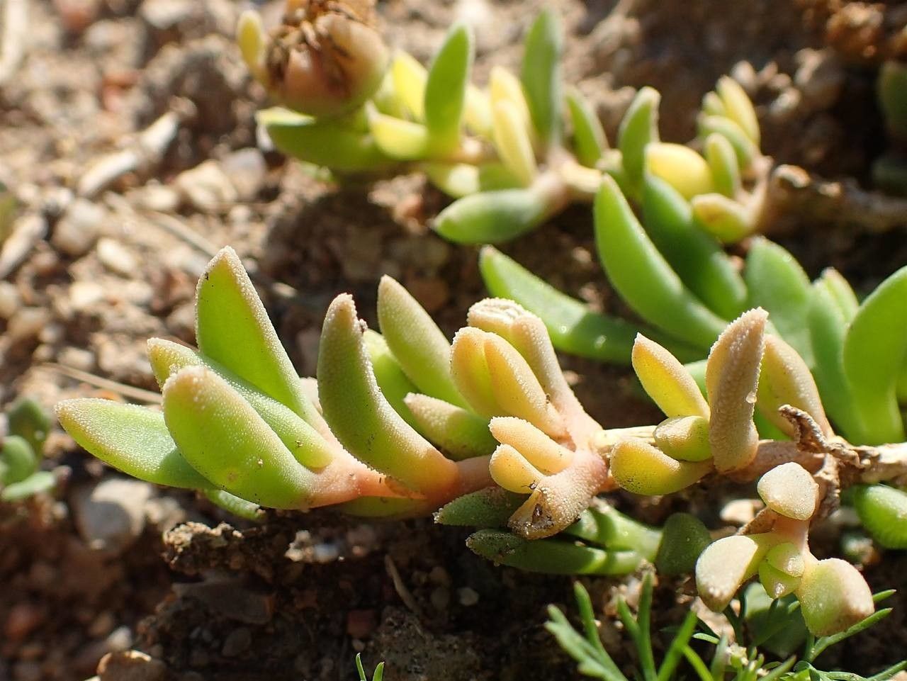 Delosperma sutherlandii habit