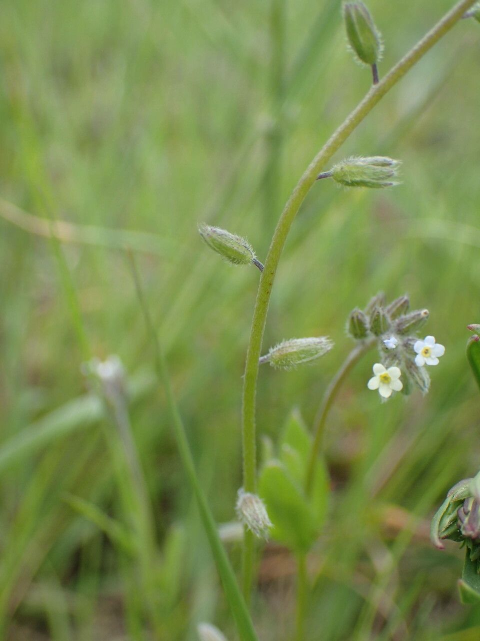 Myosotis discolor fruit