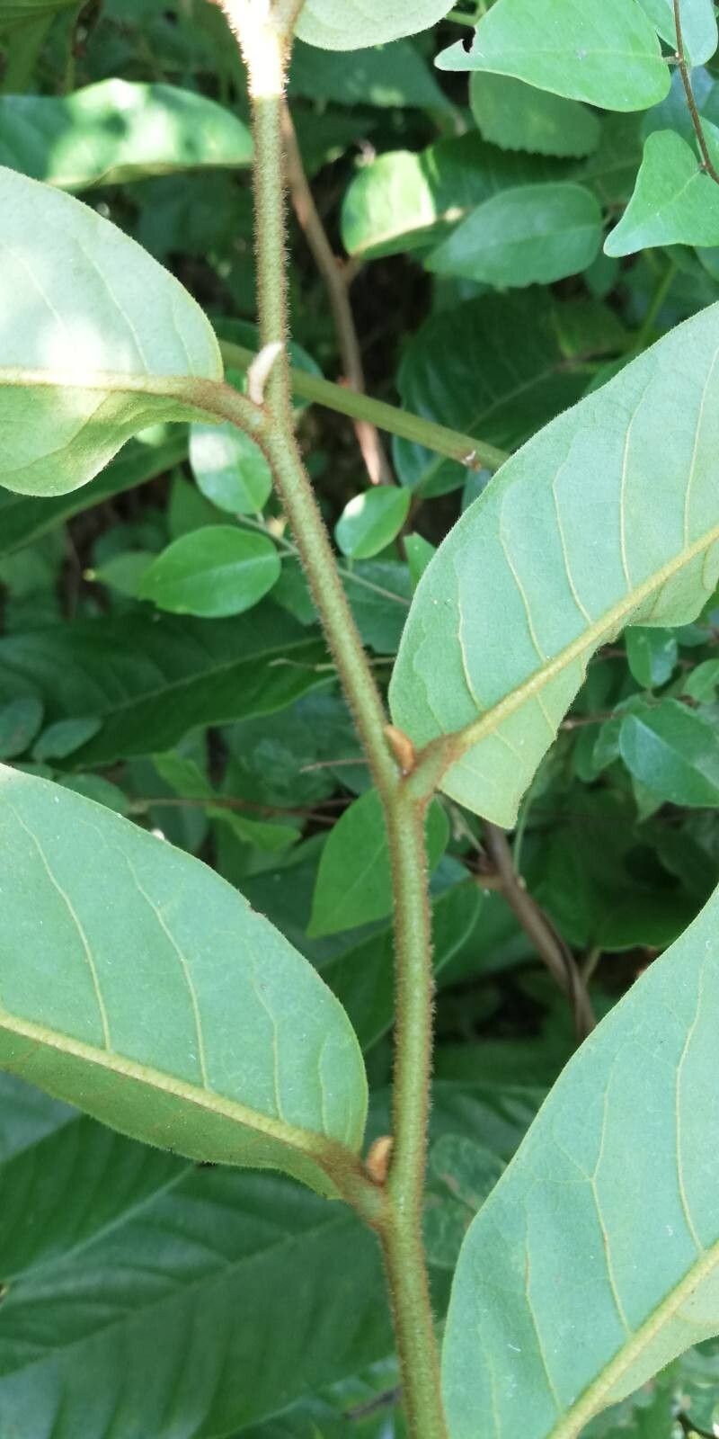 Uvaria brevistipitata — houseplant care guide