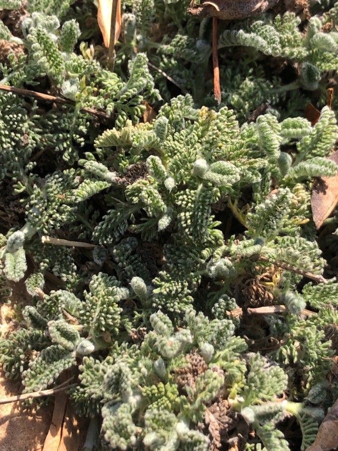 Tanacetum vahlii leaf