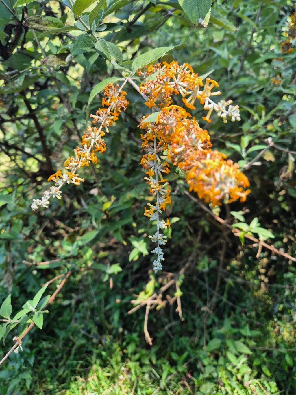 Buddleja polystachya flower