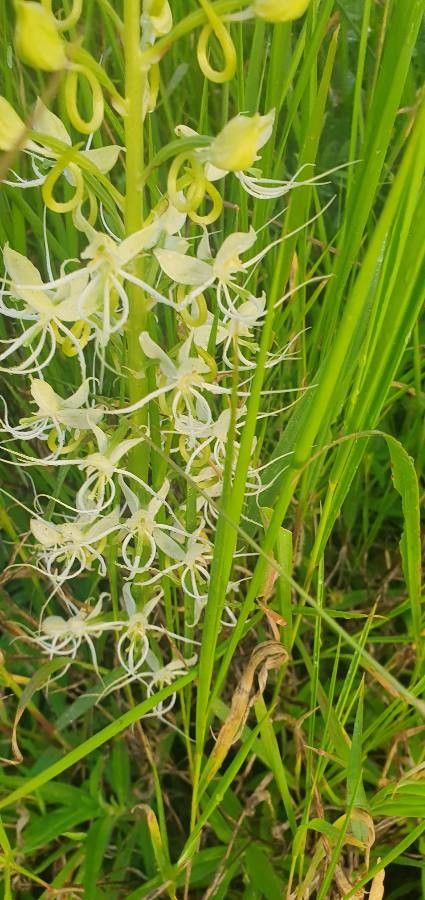 Habenaria helicoplectrum flower