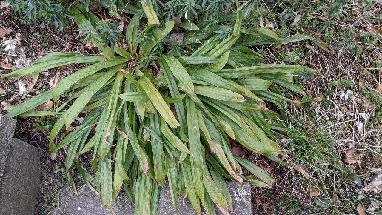 Carex plantaginea habit
