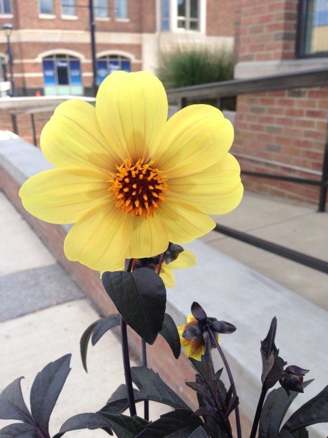 Helianthus niveus flower