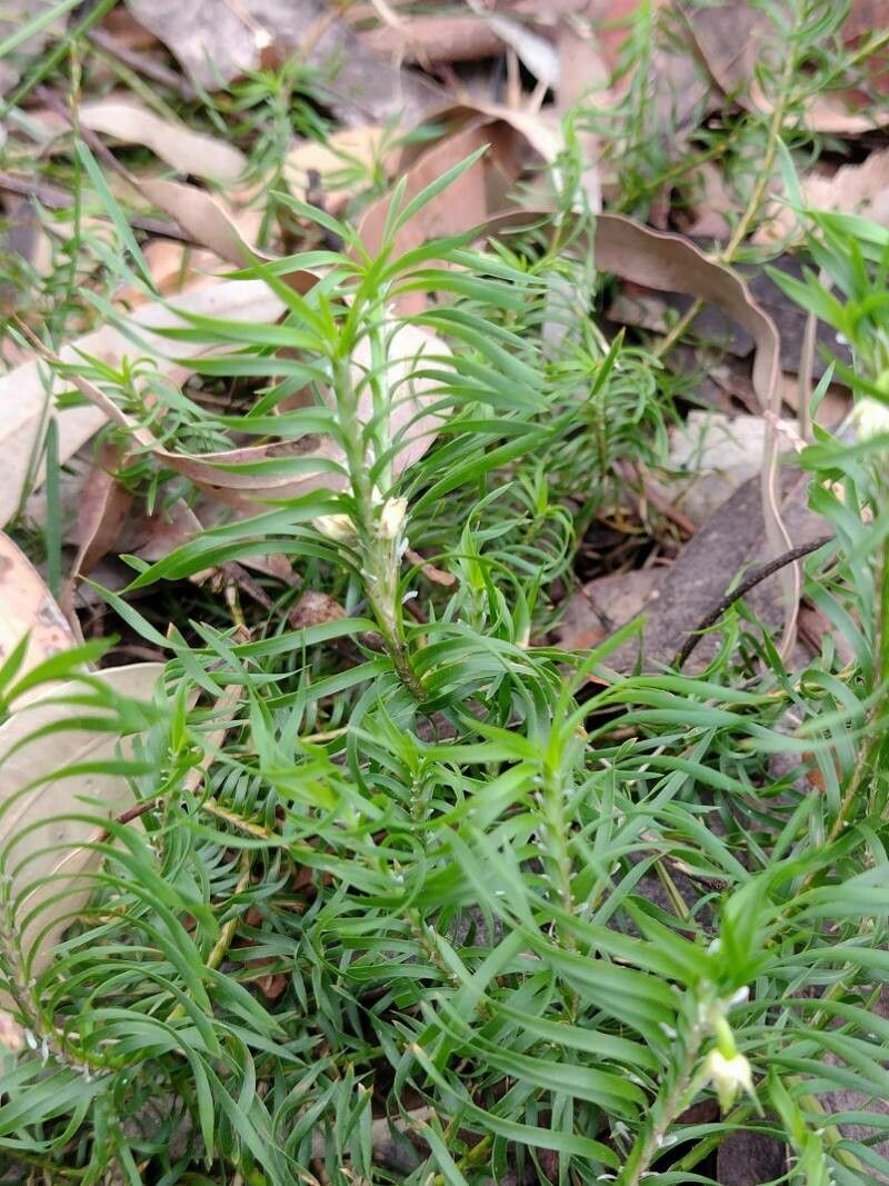 Lomandra obliqua — houseplant care guide