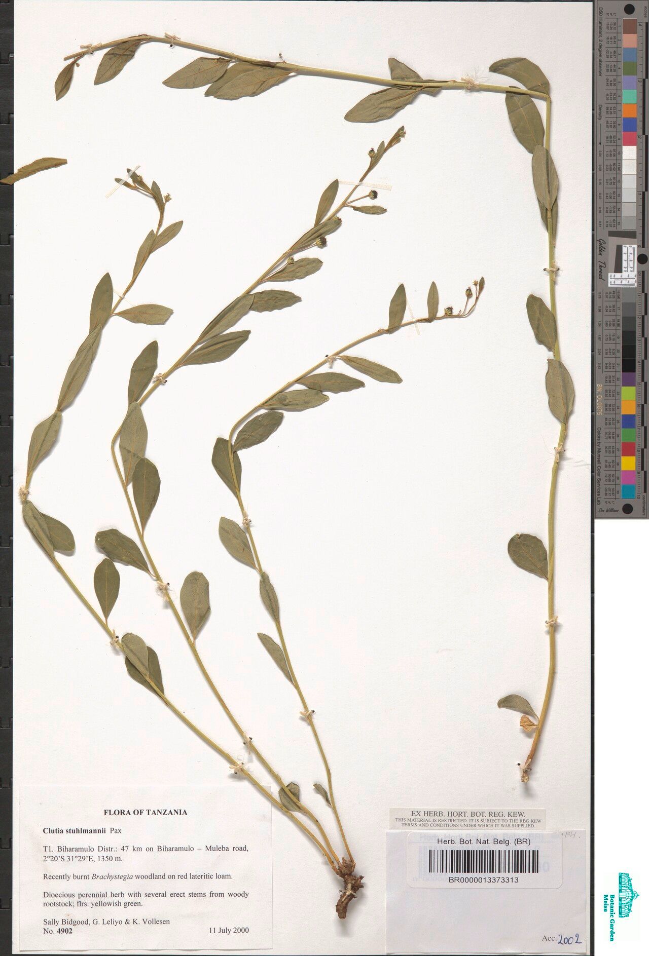 Clutia stuhlmannii — houseplant care guide