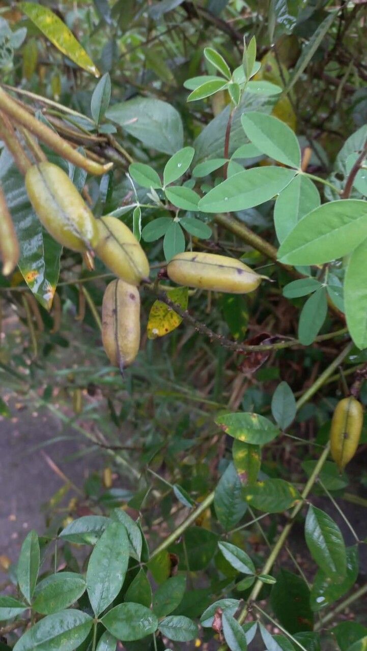 Crotalaria micans fruit