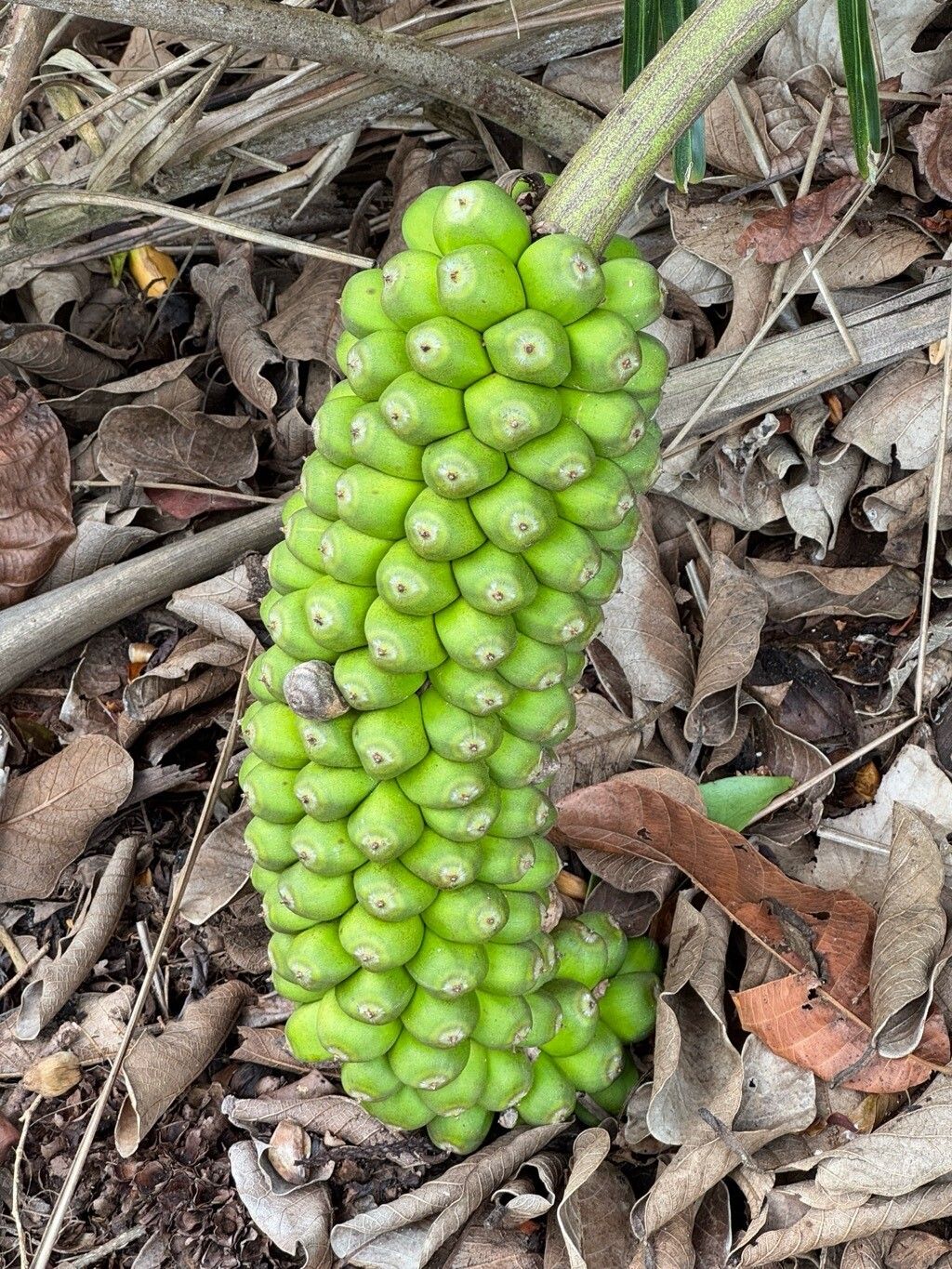 Allagoptera caudescens fruit