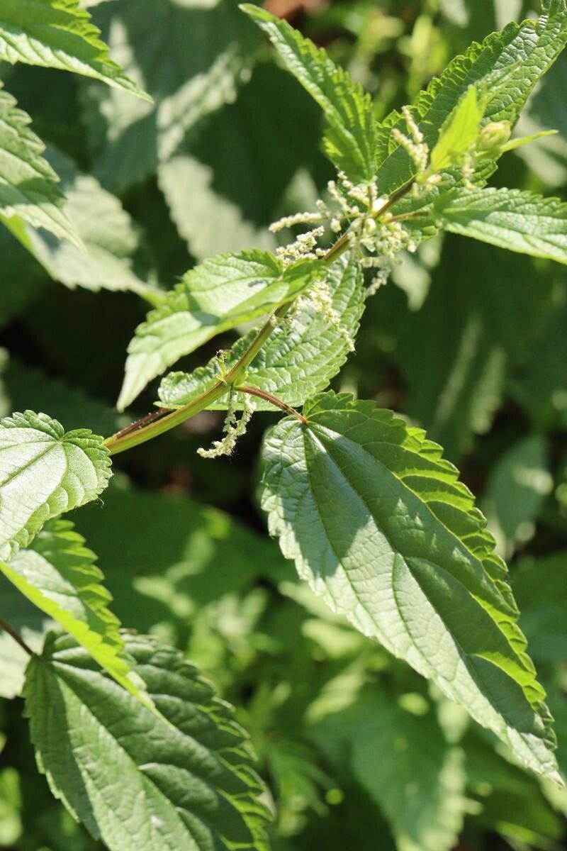 Urtica platyphylla flower
