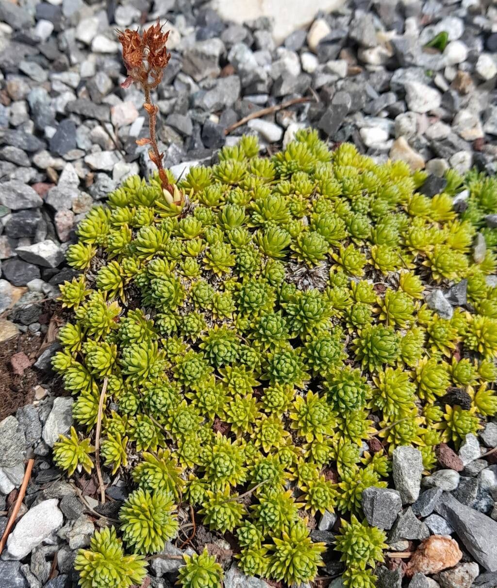 Saxifraga caucasica habit