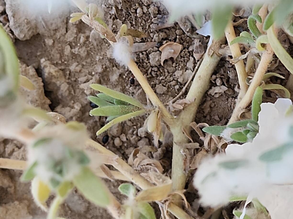 Bassia eriophora — related species from the same genus