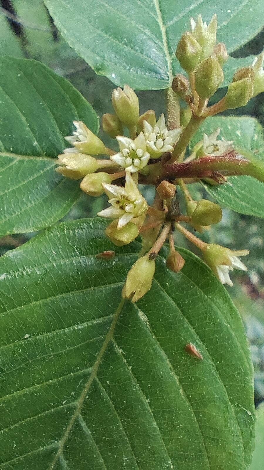 Frangula purshiana flower