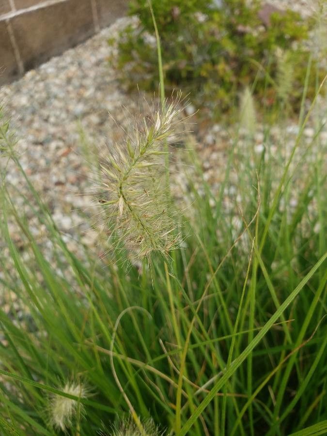 Pennisetum longistylum flower