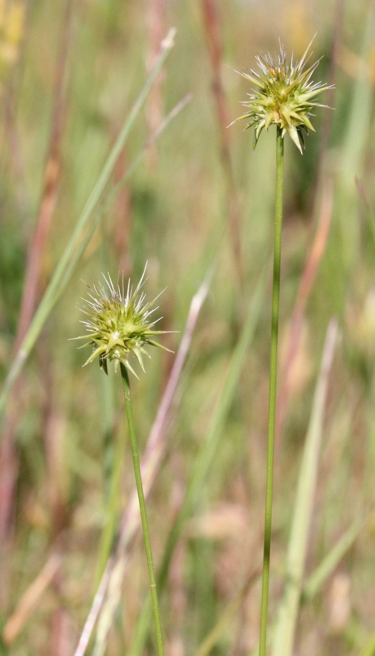 Echinaria capitata fruit