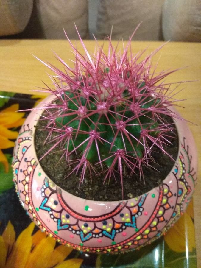 Sclerocactus parviflorus flower