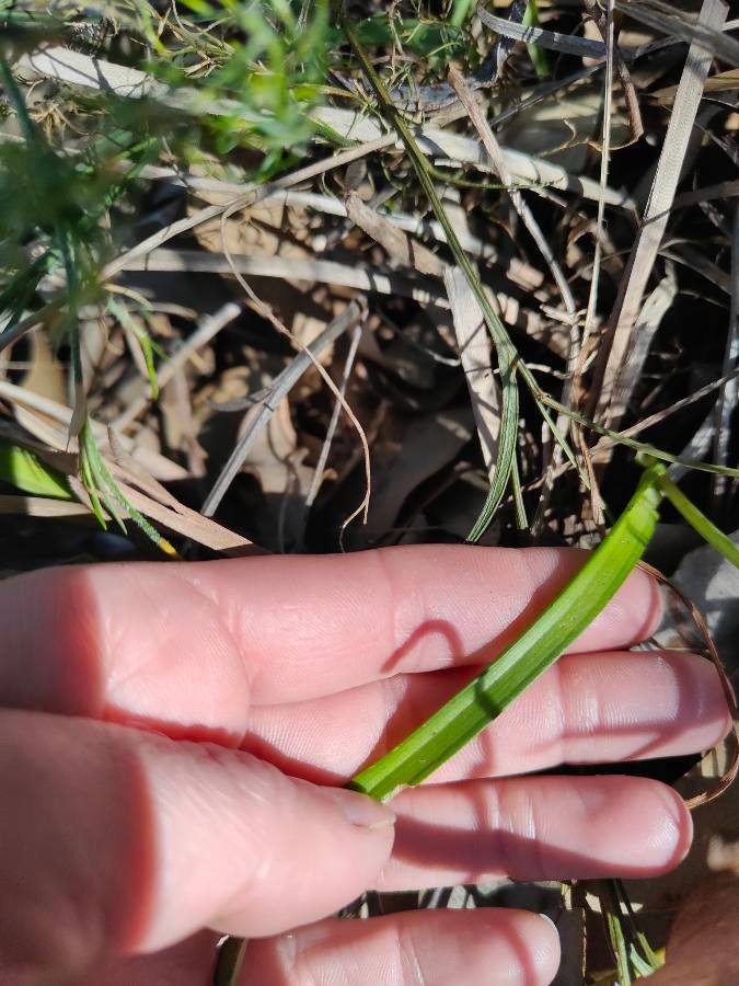 Thelymitra graminea — search result for 'Orchidaceae'