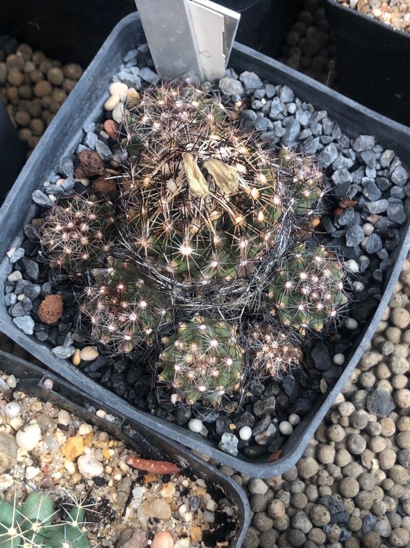 Coryphantha neglecta — houseplant care guide
