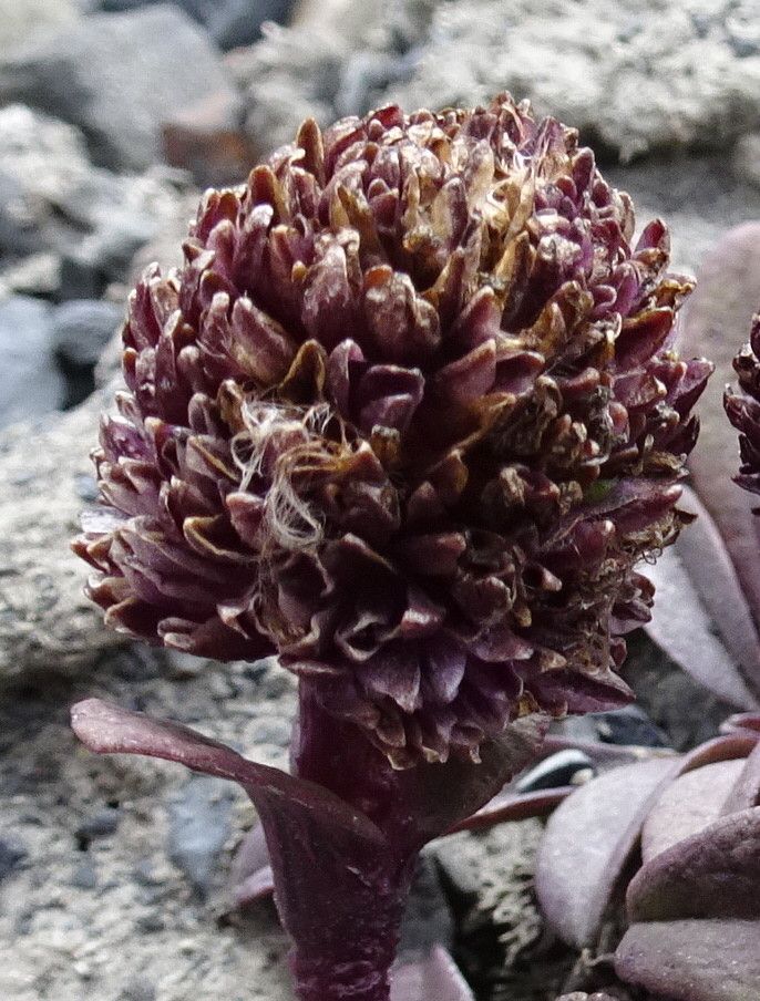 Valeriana pycnantha flower