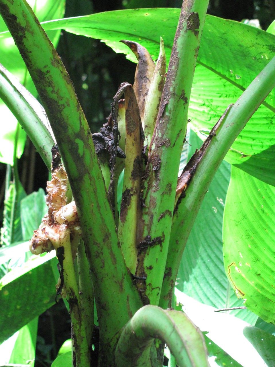 Xanthosoma undipes bark