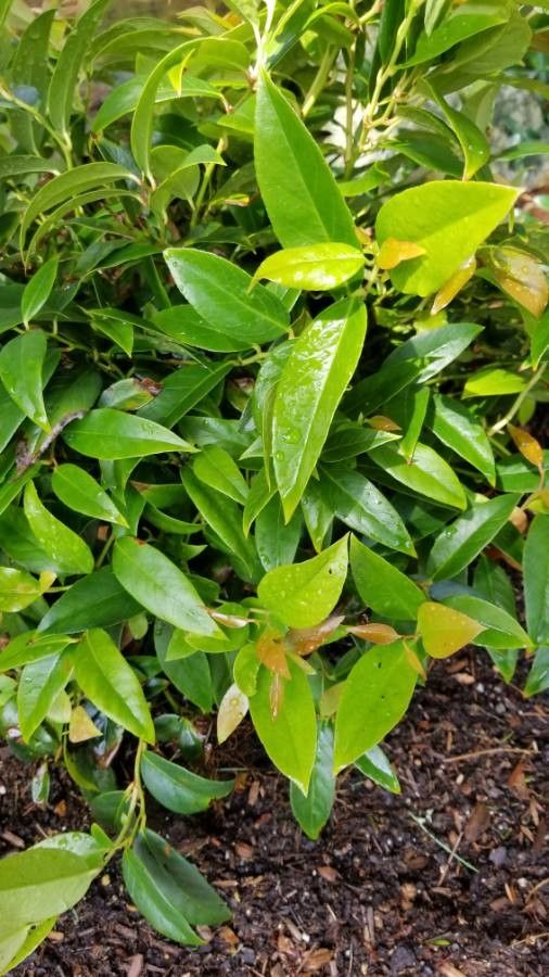 Leucothoe axillaris bark