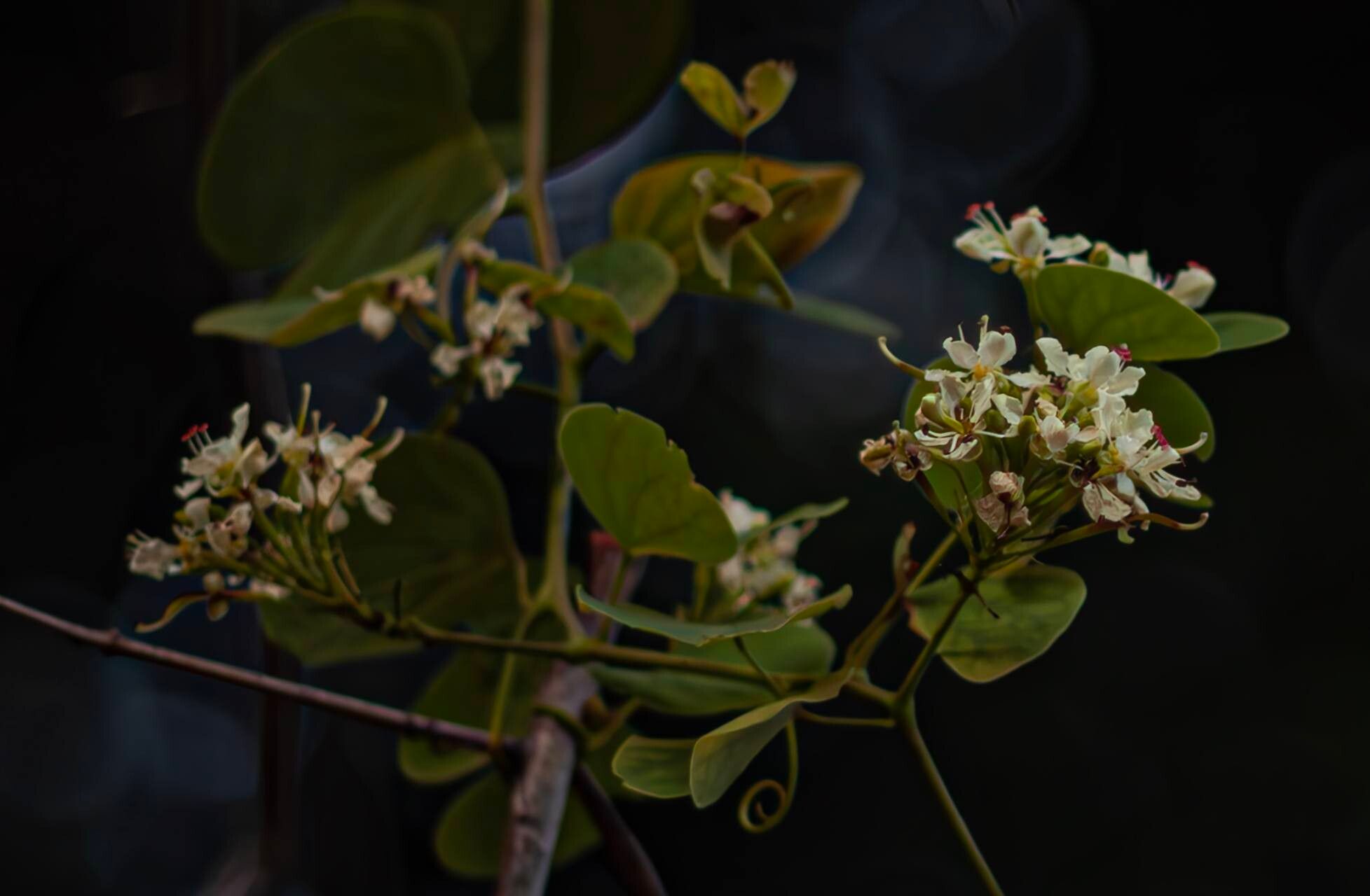 Cheniella glauca flower