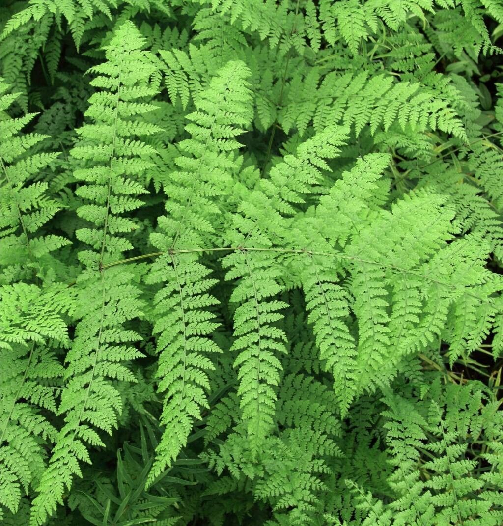 Dennstaedtia davallioides — related species from the same genus