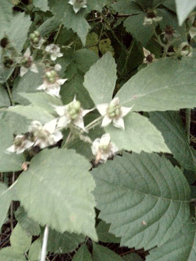 Rubus silvaticus fruit