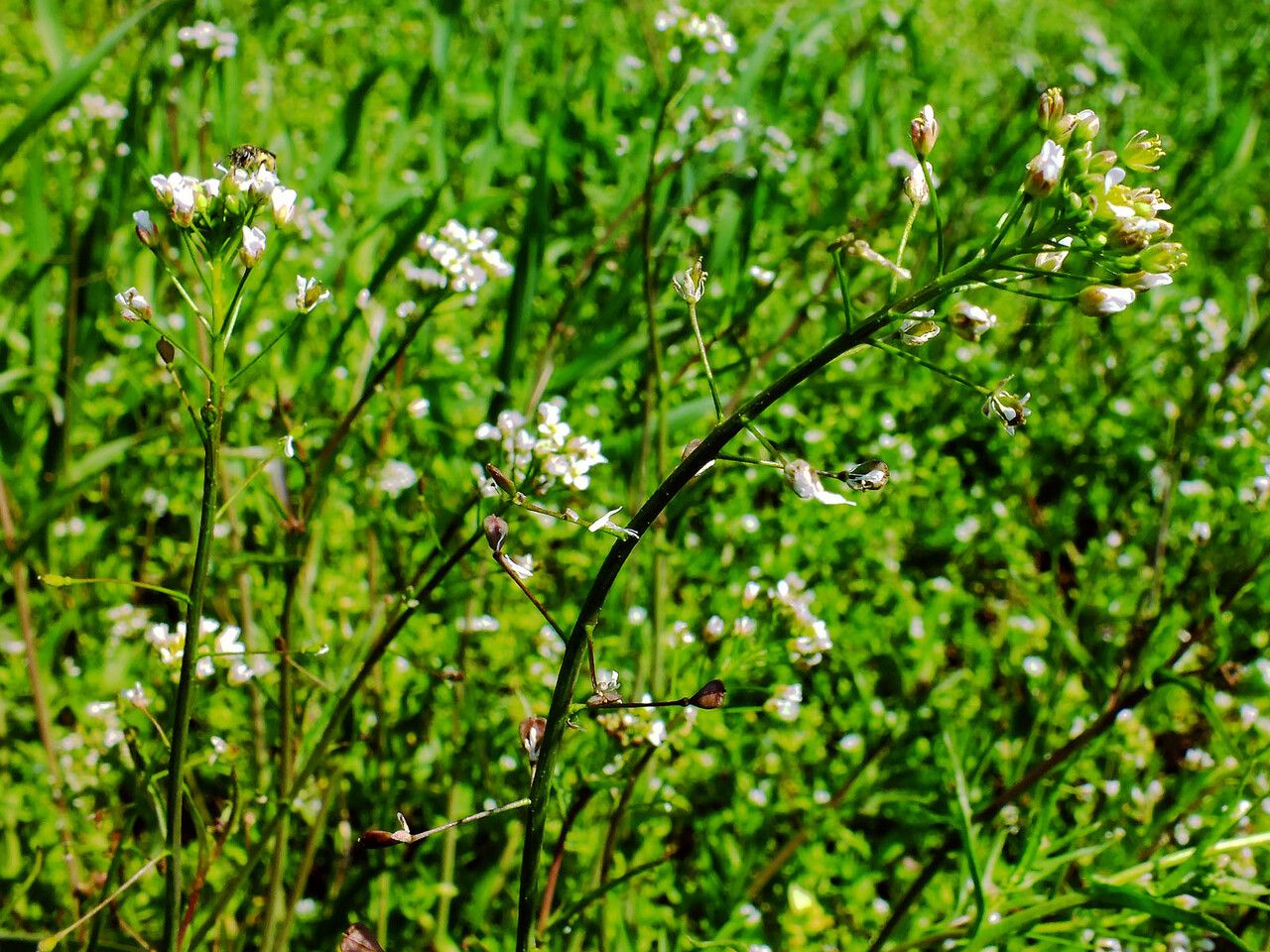 Capsella rubella fruit