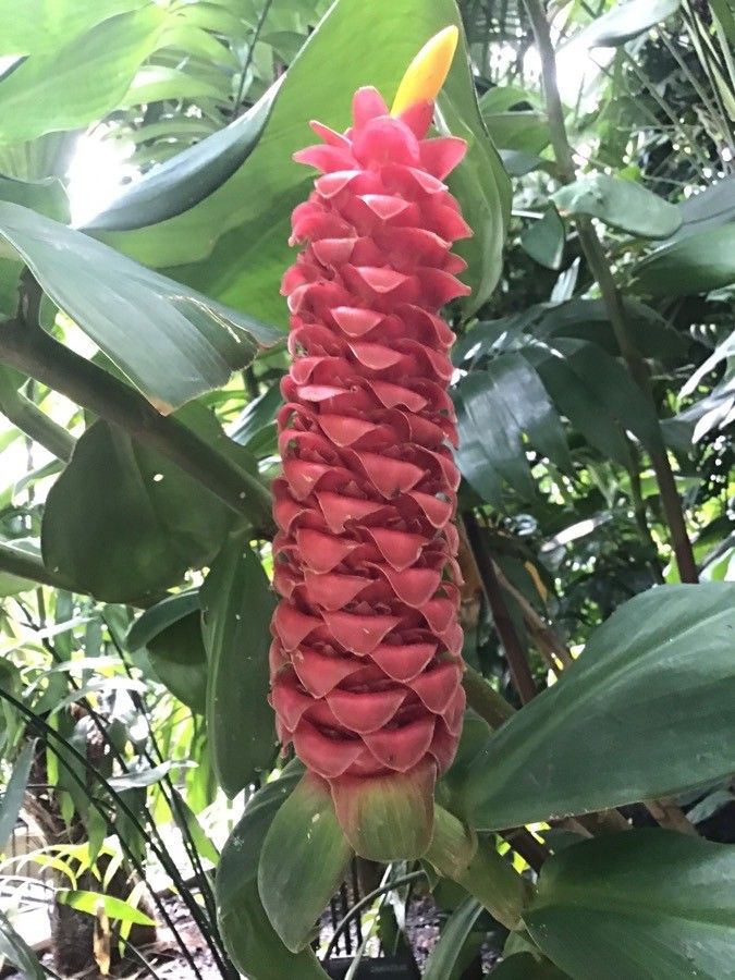 Costus nitidus flower