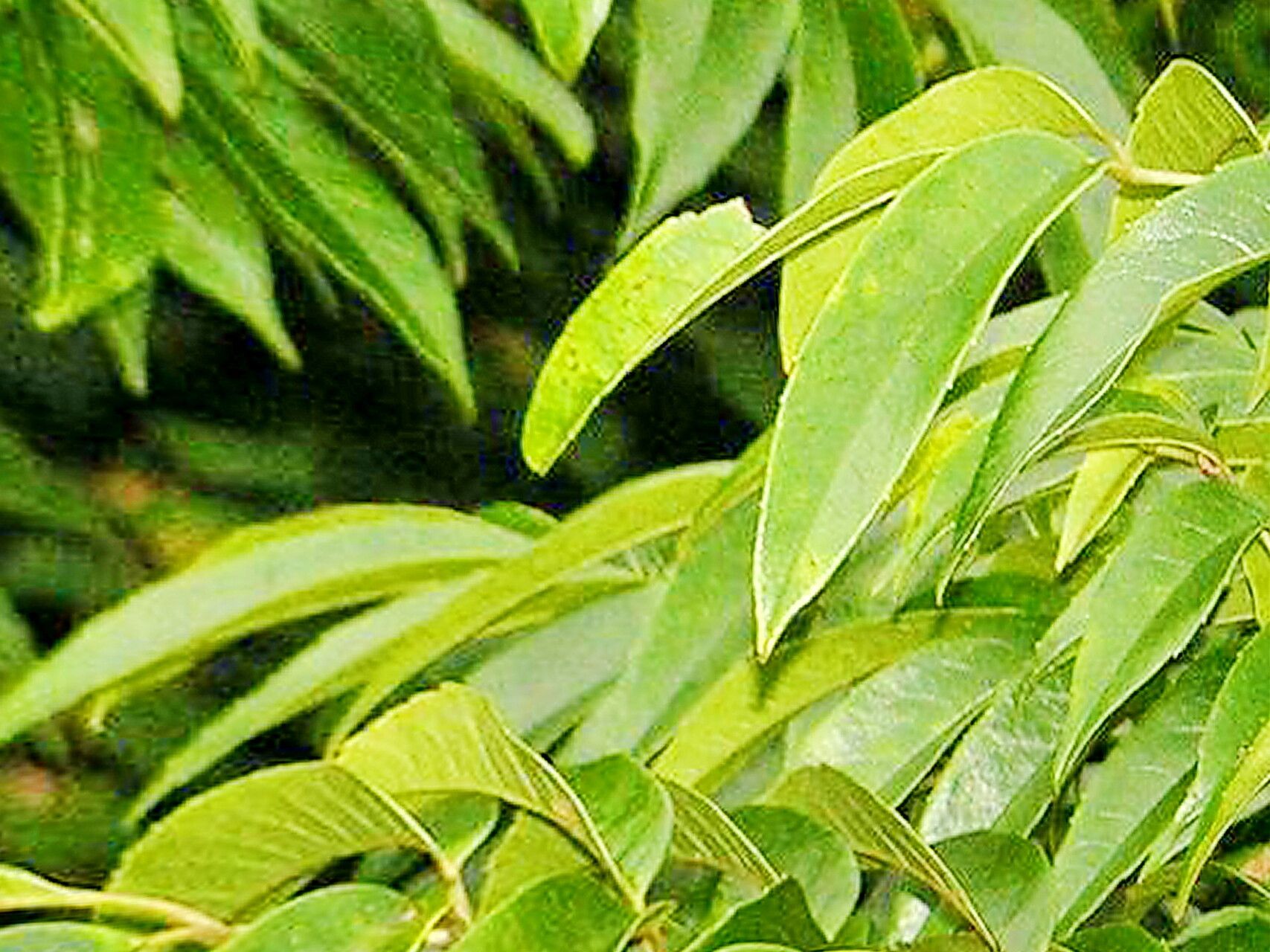 Meliosma rhoifolia — houseplant care guide