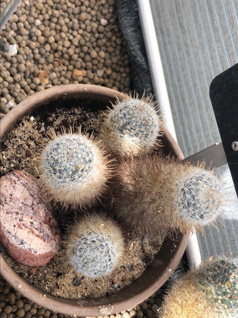 Mammillaria duwei — houseplant care guide