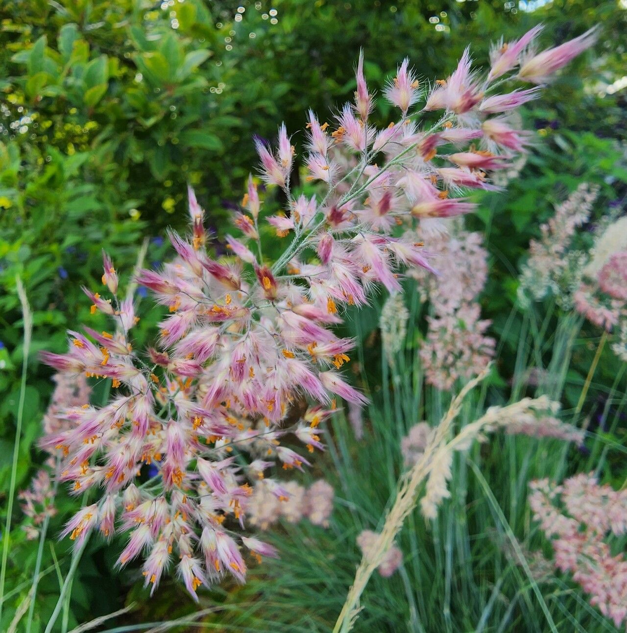 Melinis nerviglumis flower