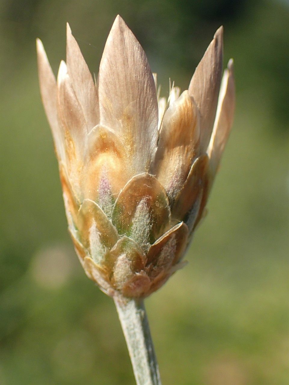 Xeranthemum cylindraceum fruit