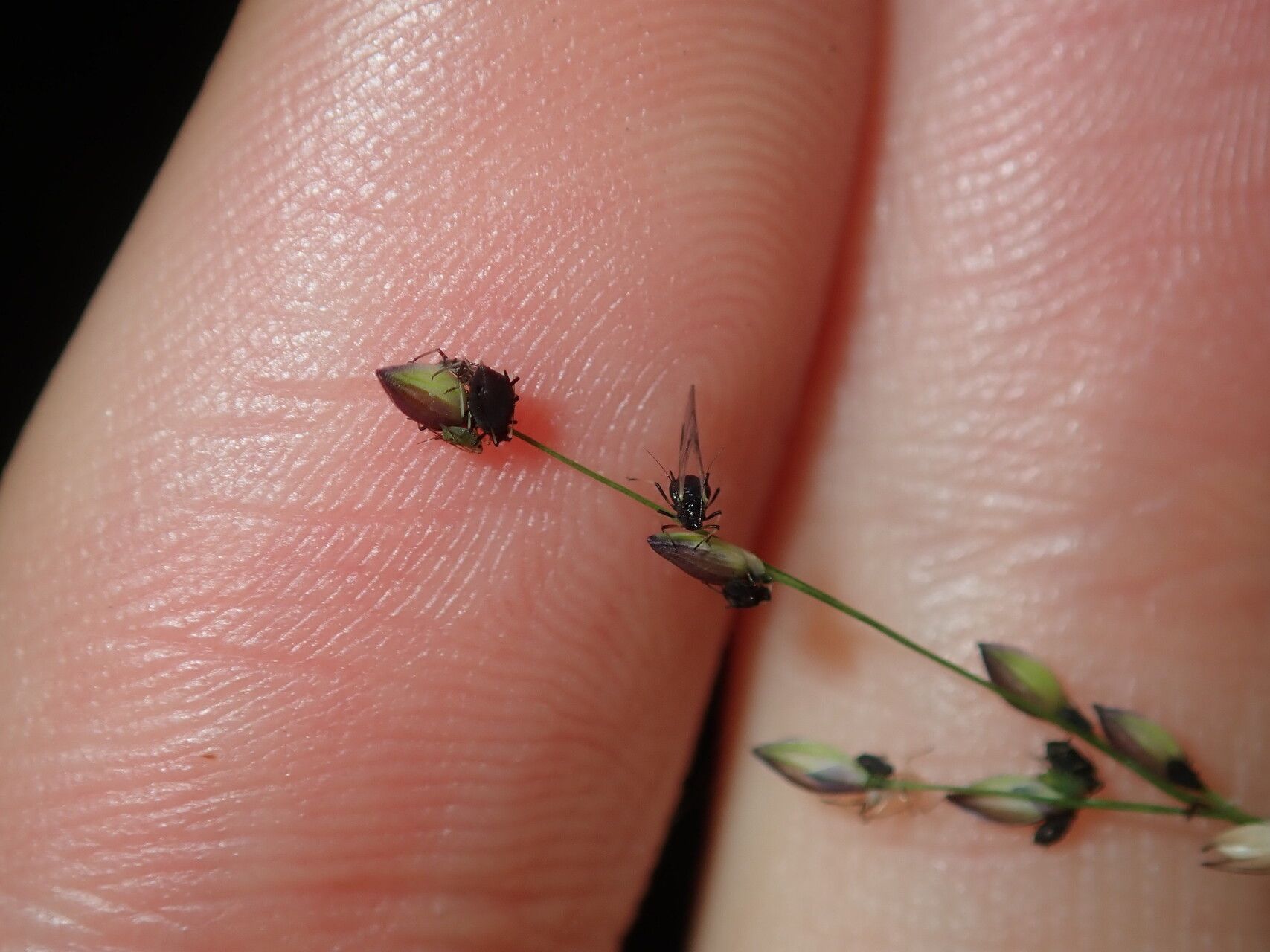 Panicum simile fruit