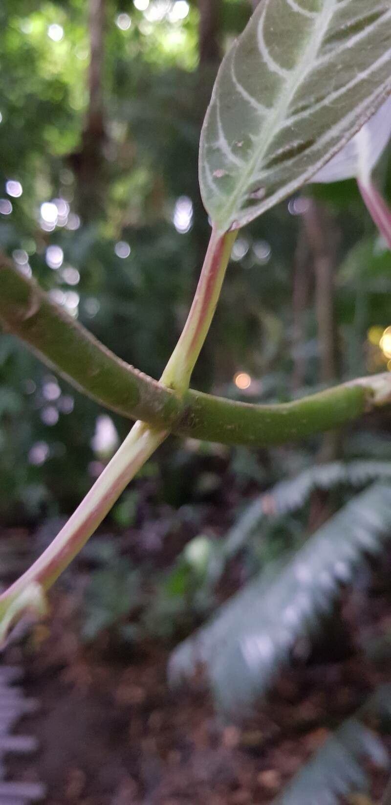 Drymonia chiribogana bark