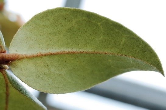 Rhododendron christi — houseplant care guide