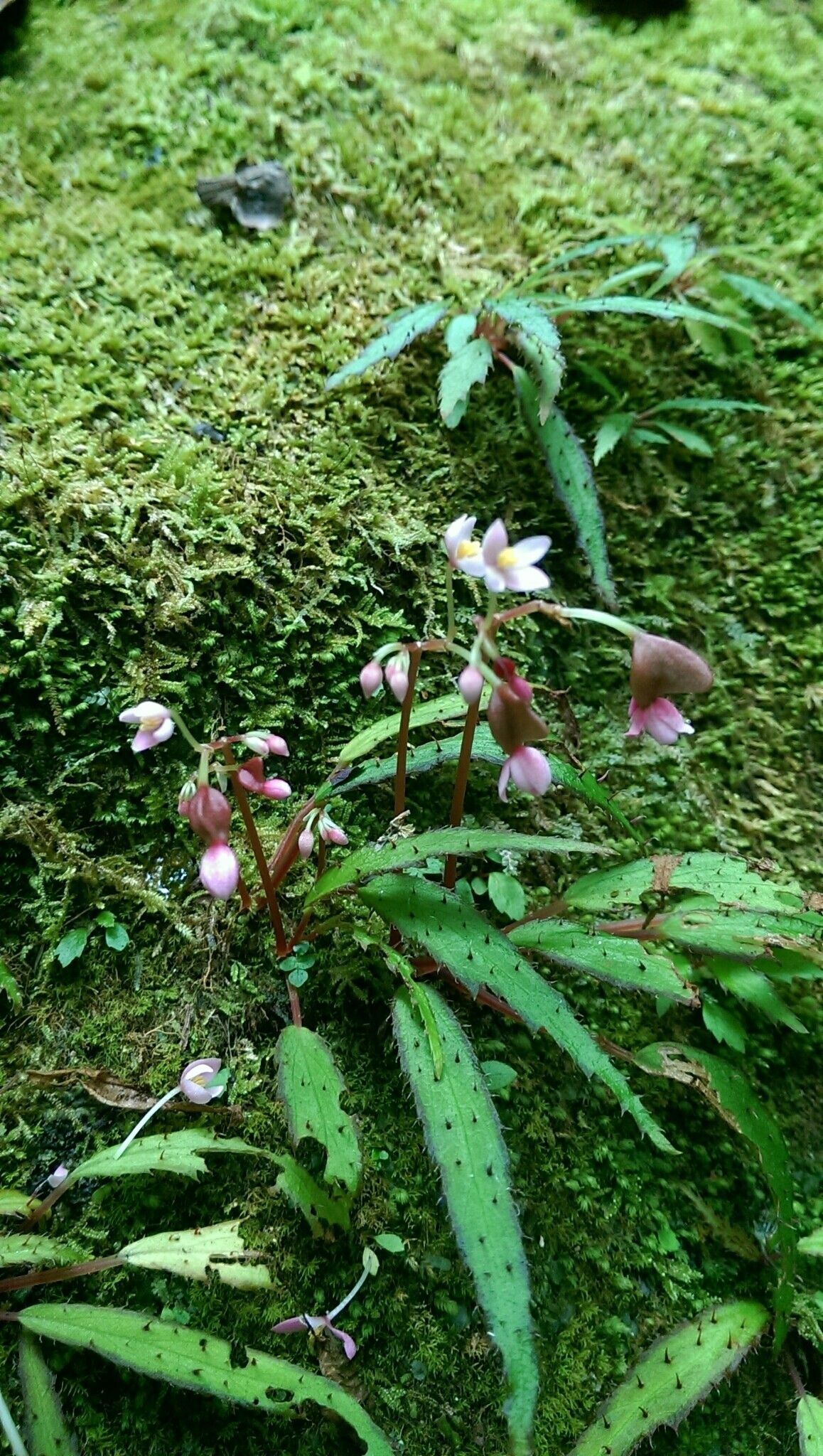 Begonia ambodiforahensis — houseplant care guide