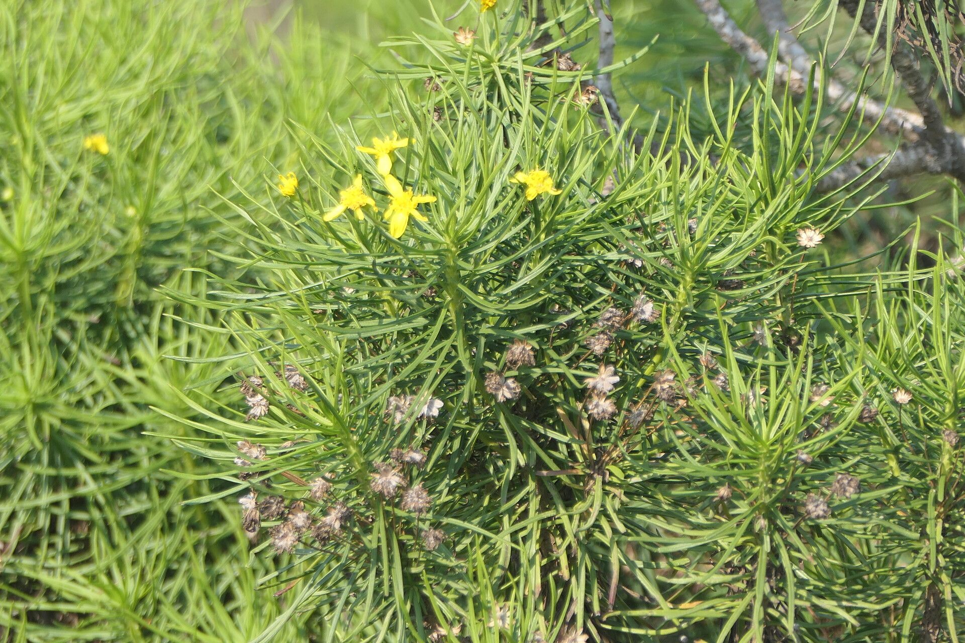 Senecio linifolius — houseplant care guide