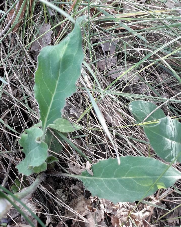 Hieracium glaucinum — search result for 'Hieracium'