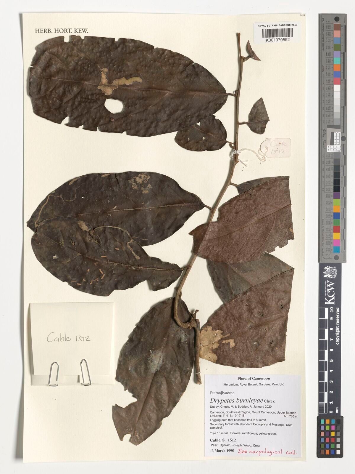 Drypetes burnleyae — houseplant care guide