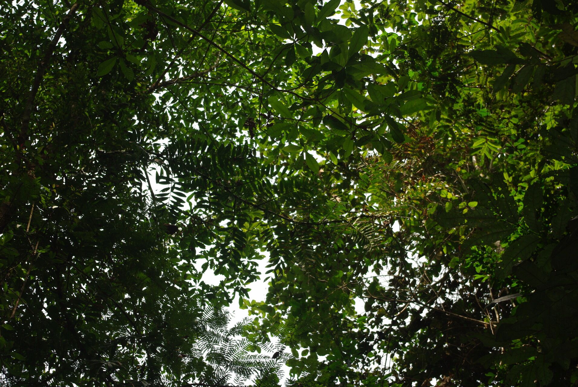 Eremospatha barendii habit