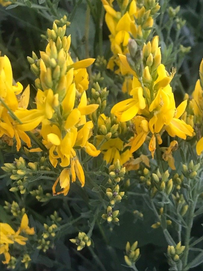 Genista tinctoria flower
