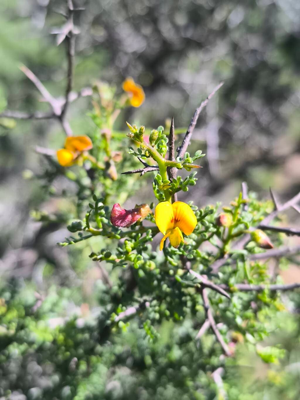 Adesmia bedwellii — related species from the same genus