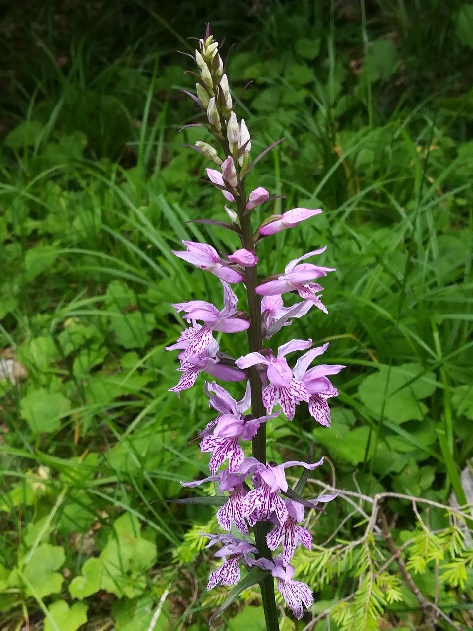 Dactylorhiza fuchsii flower