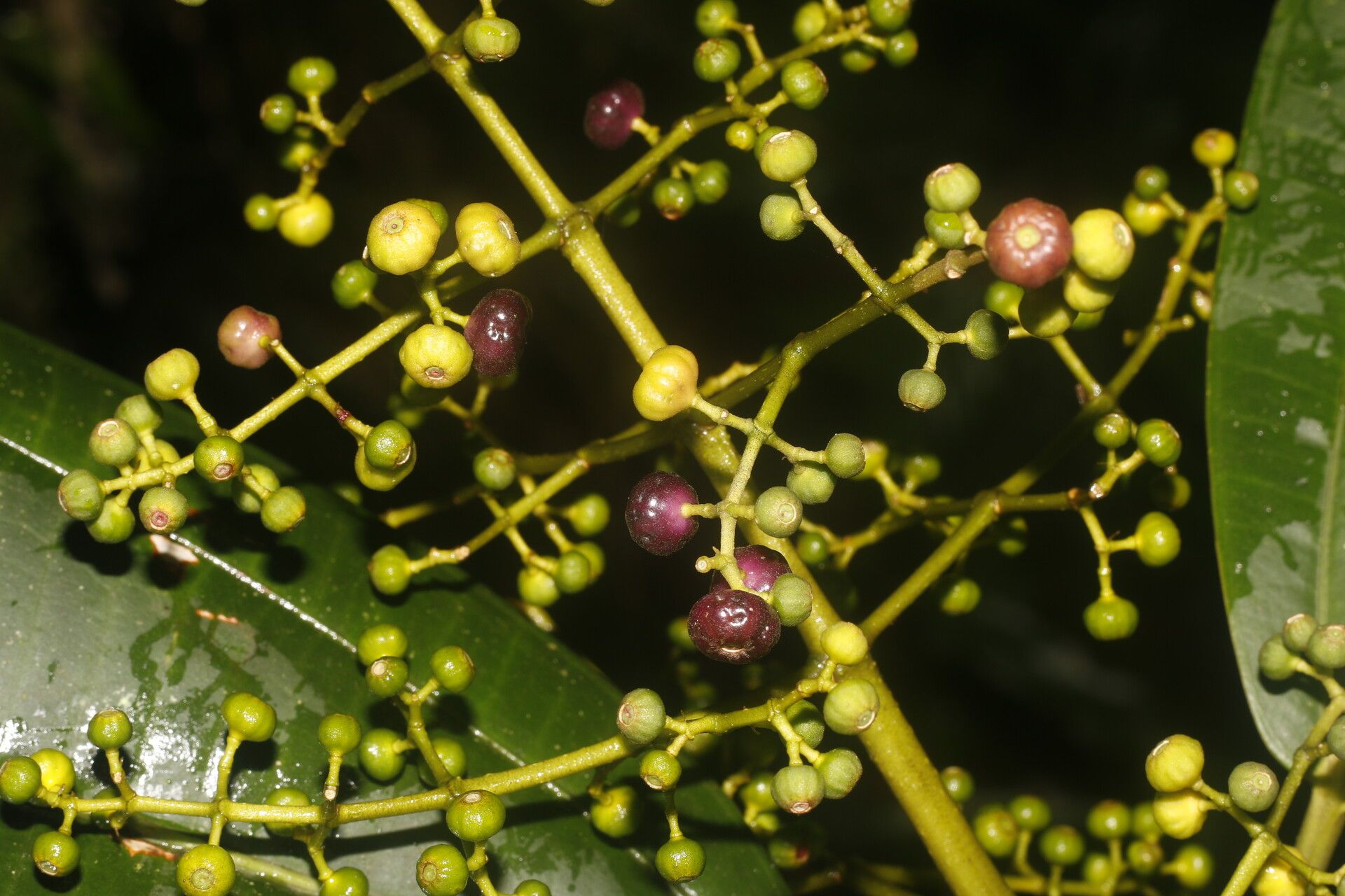 Miconia commutata fruit
